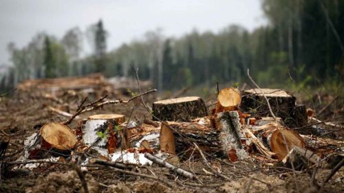 Два лесника заплатили по 1,8 млн рублей за причиненный ущерб природе