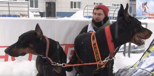 В Зеленодольске прошла II авторская спринт гонка «Снежные виражи»