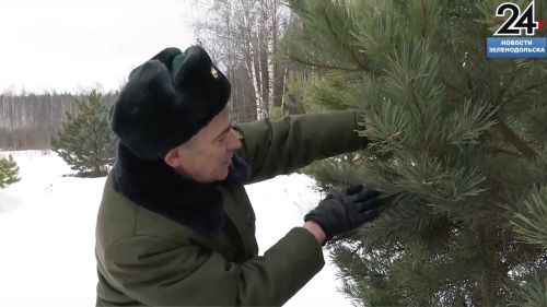 Зеленодольское лесничество подготовило более тысячи новогодних елок на продажу
