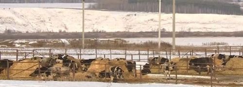 В Зеленодольском районе в крестьянском фермерском хозяйстве выявлен возбудитель бруцеллеза крупного рогатого скота
