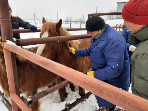 В республике продолжаются плановые весенние ветеринарно-профилактические мероприятия