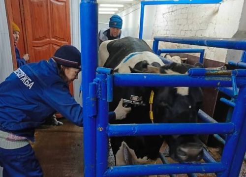 В республике продолжаются плановые весенние ветеринарно-профилактические мероприятия