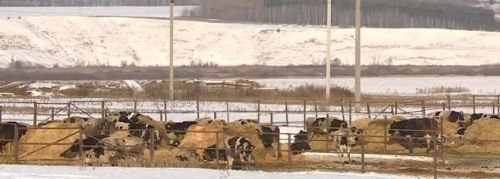 В Зеленодольском районе зафиксирована вспышка бруцеллеза