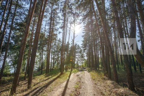 В Татарстане провели естественное лесовосстановление на площади 324 гектара