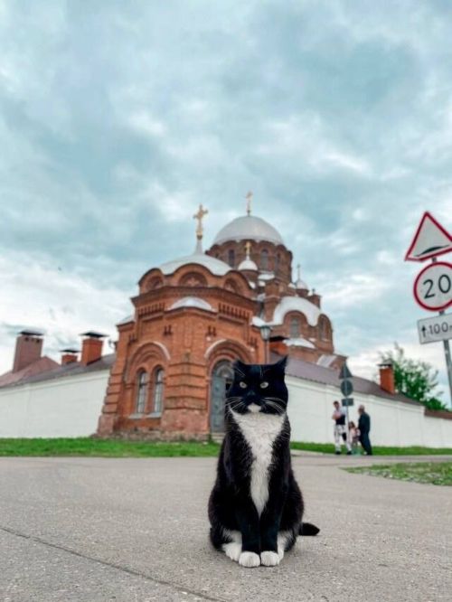 В Свияжске проведут аукцион, вырученные средства с которого пойдут на помощь бездомным кошкам