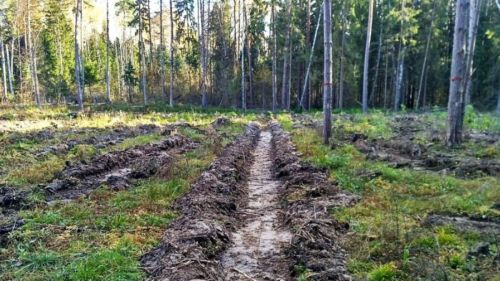Для следующего лесокультурного сезона в Татарстане подготовят более 10 тонн семян