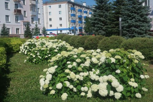 Опытные селекционеры назвали наиболее зимостойкие сорта гортензии
