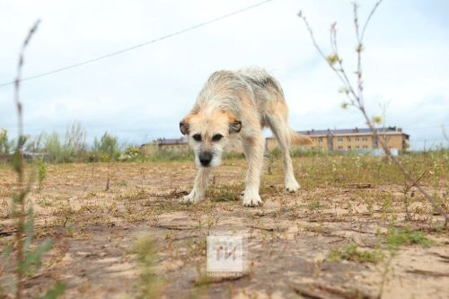 В Зеленодольском районе за неделю собаки напали на 4 человек