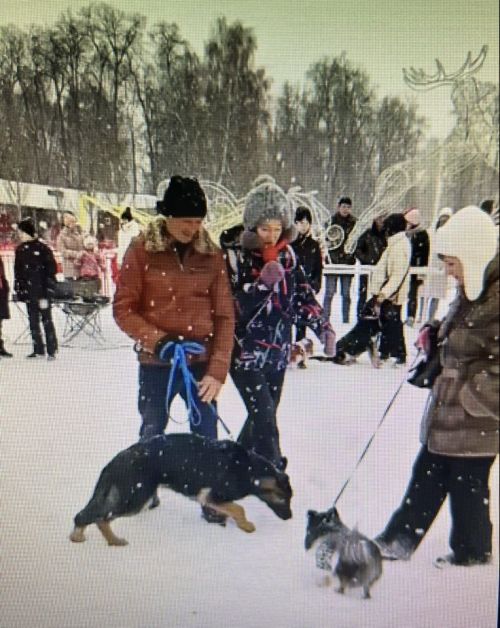В Зеленодольске любители собак провели «Парад пород»
