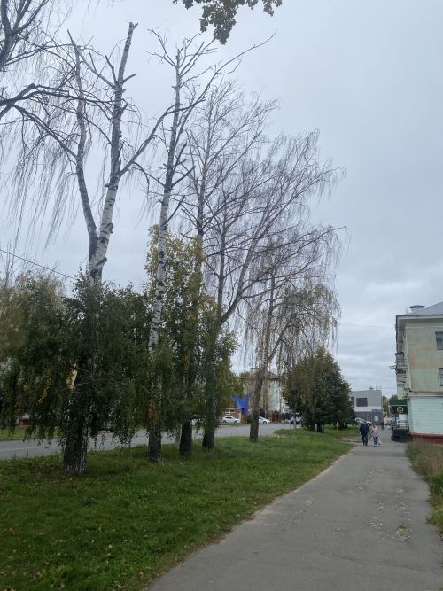 Почему сохнут берёзы?