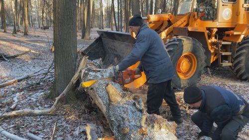 В Зеленодольске территорию парка в течение двух недель запланировано очистить от сухостоя