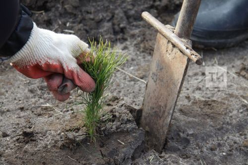 Минлесхоз РТ: В 2025 году в республике восстановят леса на площади 2800 га