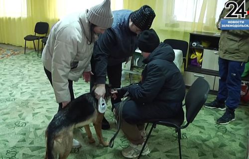 В Зеленодольске провели выездное чипирование собак