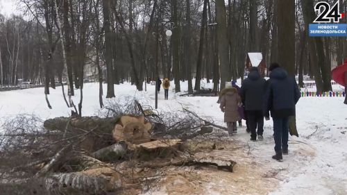 В Зеленодольске начались работы по вырубке аварийных деревьев