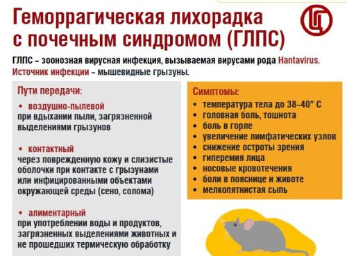 Роспотребнадзор: как защититься от геморрагической лихорадки с почечным синдромом