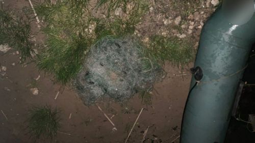 В ходе операции «Нерест» в Зеленодольске задержали браконьера