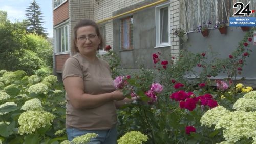 В зеленодольском дворе дома 62А по улице Карла Маркса появился настоящий розарий