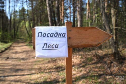 По нацпроекту «Экологическое благополучие» в Татарстане восстановили более 1,7 тыс. гектаров леса