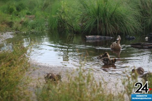 Загадка природы: Куда ушла вода в лесных водоемах Татарстана?