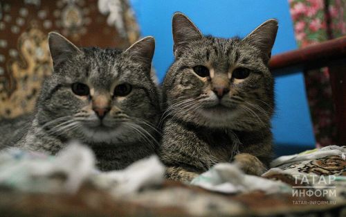 Ветеринар Владимир Уражевский объяснил, почему нельзя кормить кошек едой со стола