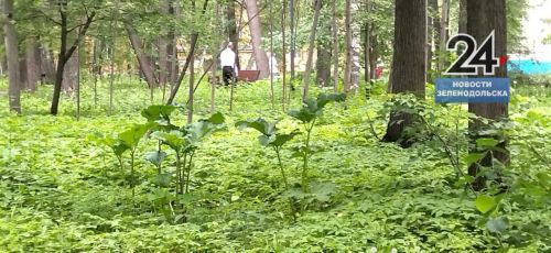 Зеленодольский район вошел в тройку лидеров антирейтинга по борщевику