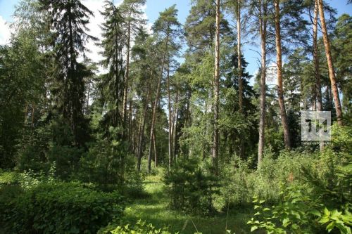 В Татарстане определены районы-лидеры по уходу за лесными насаждениями