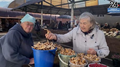 В Зеленодольске пик грибного сезона