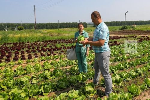 Зачем осенью нужно вносить в почву калийные удобрения