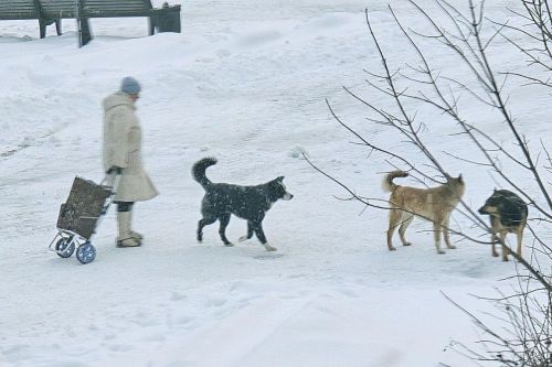 Служба отлова сработала оперативно: на территорию станции «Зеленый Дол»  по тревожному сигналу направлены специалисты для поимки бродячих собак