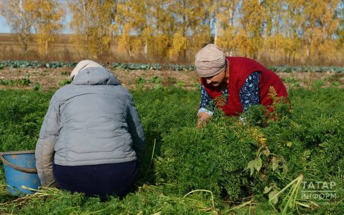 Опытные огородники советуют рассыпать по грядке осенью стакан смеси вместо мешка навоза