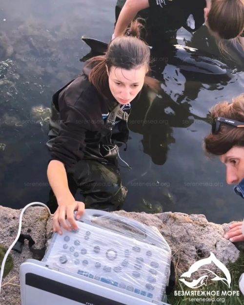 Четвёртые сутки люди стоят по пояс в воде, спасая маму-дельфина и её детёныша в Севастополе