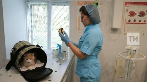 Татарстанцам напомнили: Во всех государственных ветеринарных клиниках региона доступна бесплатная вакцинация животных от бешенства
