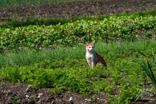 Какие дачные растения очищают воздух: советы от профессора Несговоровой