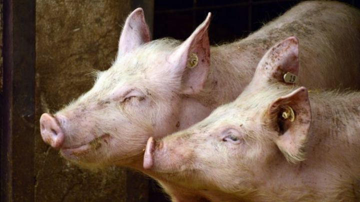 В соседней области введен карантин из-за вспышки африканской чумы свиней