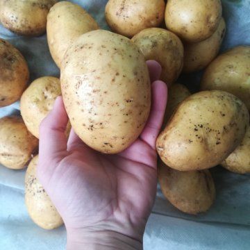 Совет дяди из Белоруссии, как сажать картошку способом «наоборот», увеличивает урожай вдвое