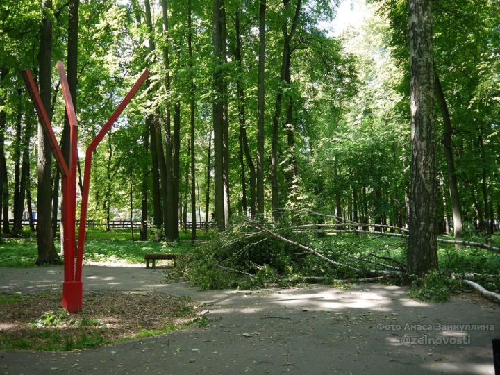 Мобильный репортер: Сильный ветер повалил берёзу в городском парке