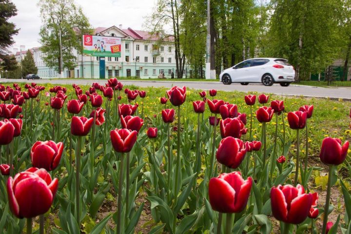 В Зеленодольске стартовал масштабный городской проект «Город миллиона цветов»