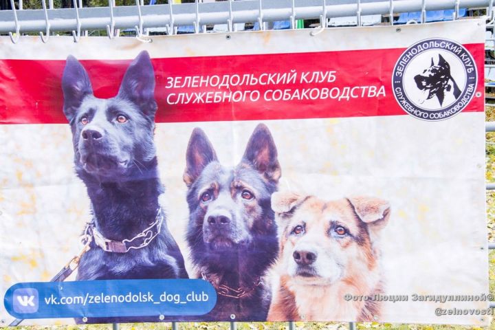 СК "Маяк". Фоторепортаж с выставки собак
