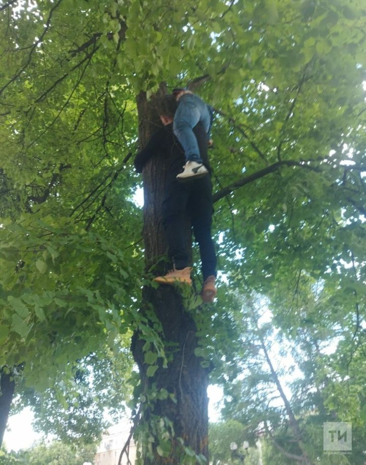 МЧСники спасли женщину, застрявшую на дереве из-за кота