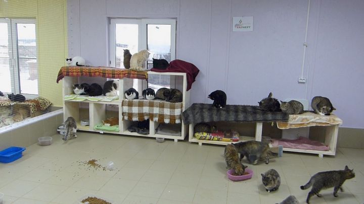 В приюте «Кот и пес» год начался с радостного события