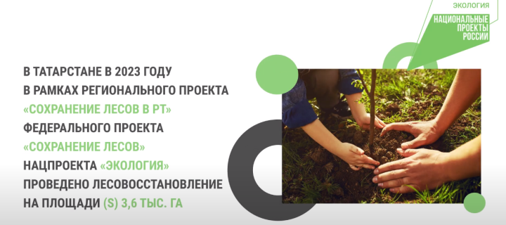 В Татарстане восстанавливают лес на площади 3,6 тыс. га