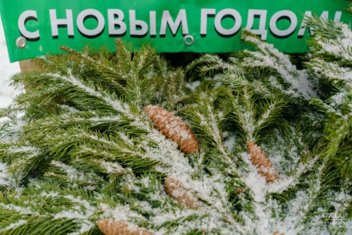 Россиянам рекомендовали покупать живые елки в 20-х числах декабря