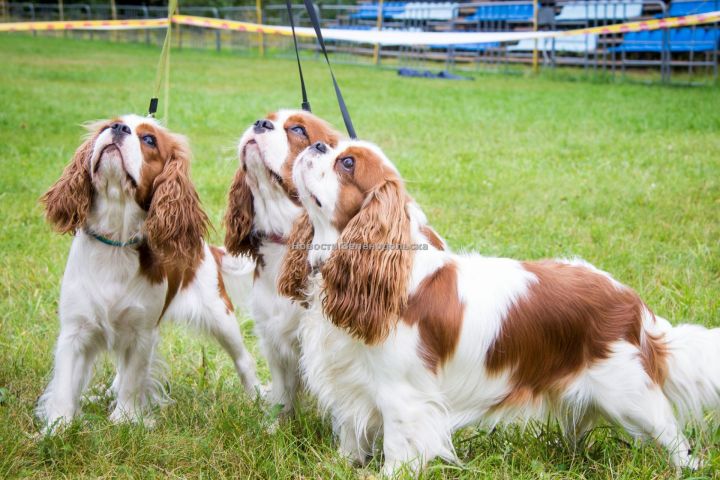 В Зеленодольске появится новая площадка для собак в общественном пространстве