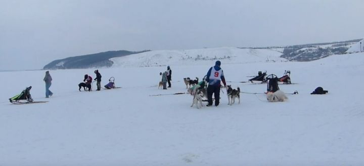 В гонке на собачьих упряжках на берегу Свияги более 40 собак удивляли зрителей
