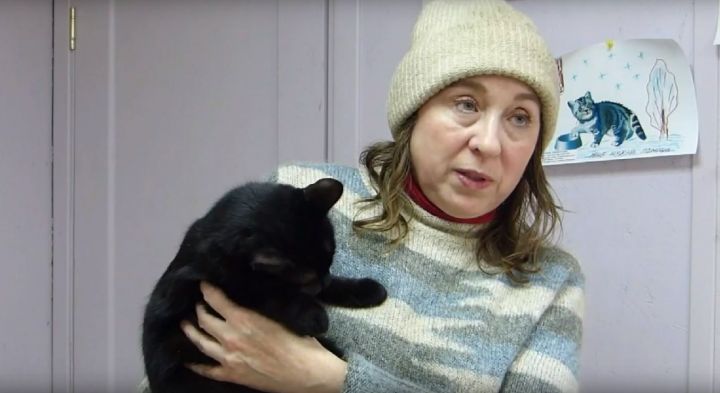День кошек в приюте «Кот и пес»: Как проживают хвостатые Маркизы и Багиры