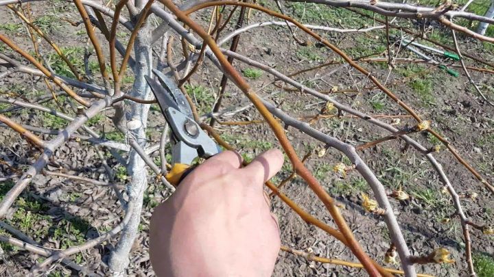«Чтобы соседи не видели»: какие приметы существуют у огородников