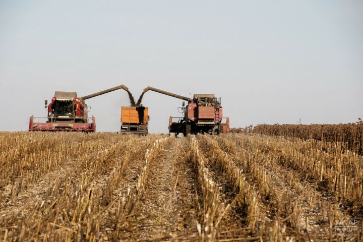В этом году аграрии Татарстана собрали более 3,6 млн тонн зерна, но урожайность снизилась в этом году
