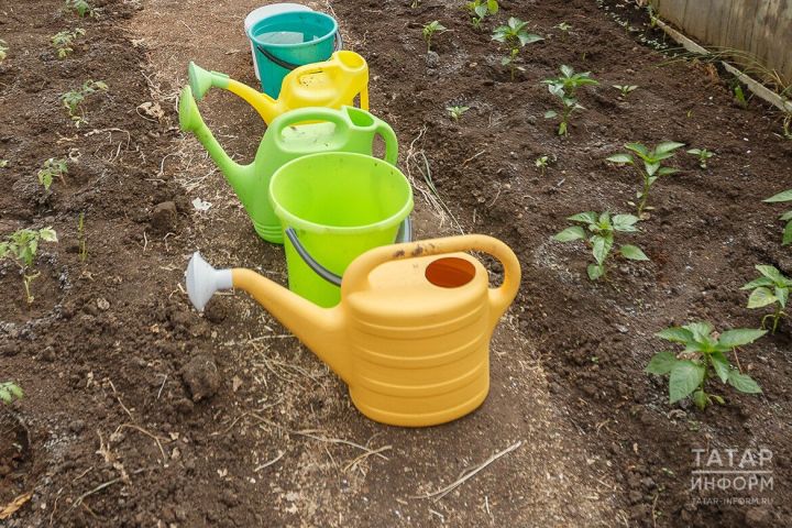 Горячая вода и смородина: зачем опытные дачники делают это с саженцами