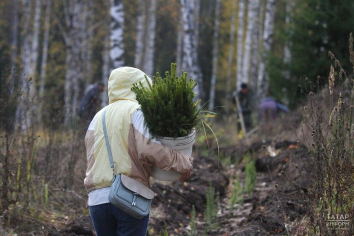 Жители Татарстана приглашены к участию в акции «Сохраним лес»