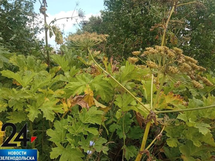 Госдума приняла закон о борьбе с борщевиком